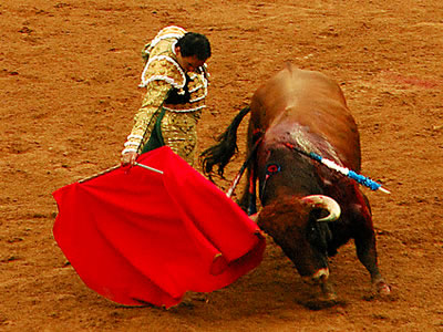 Bull Fighting